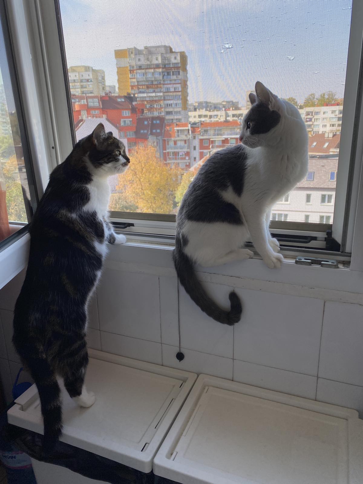 two cats sitting together about 2' apart looking outside a large window